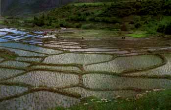 rice-fields.jpg (12826 bytes)